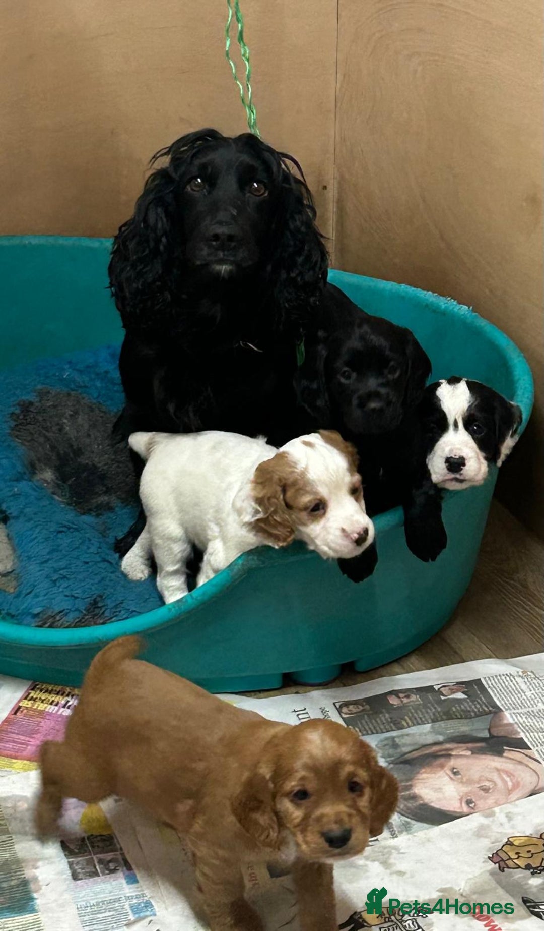Cocker Spaniel dogs for sale: Working Cocker Spaniel puppies  - Advert 2