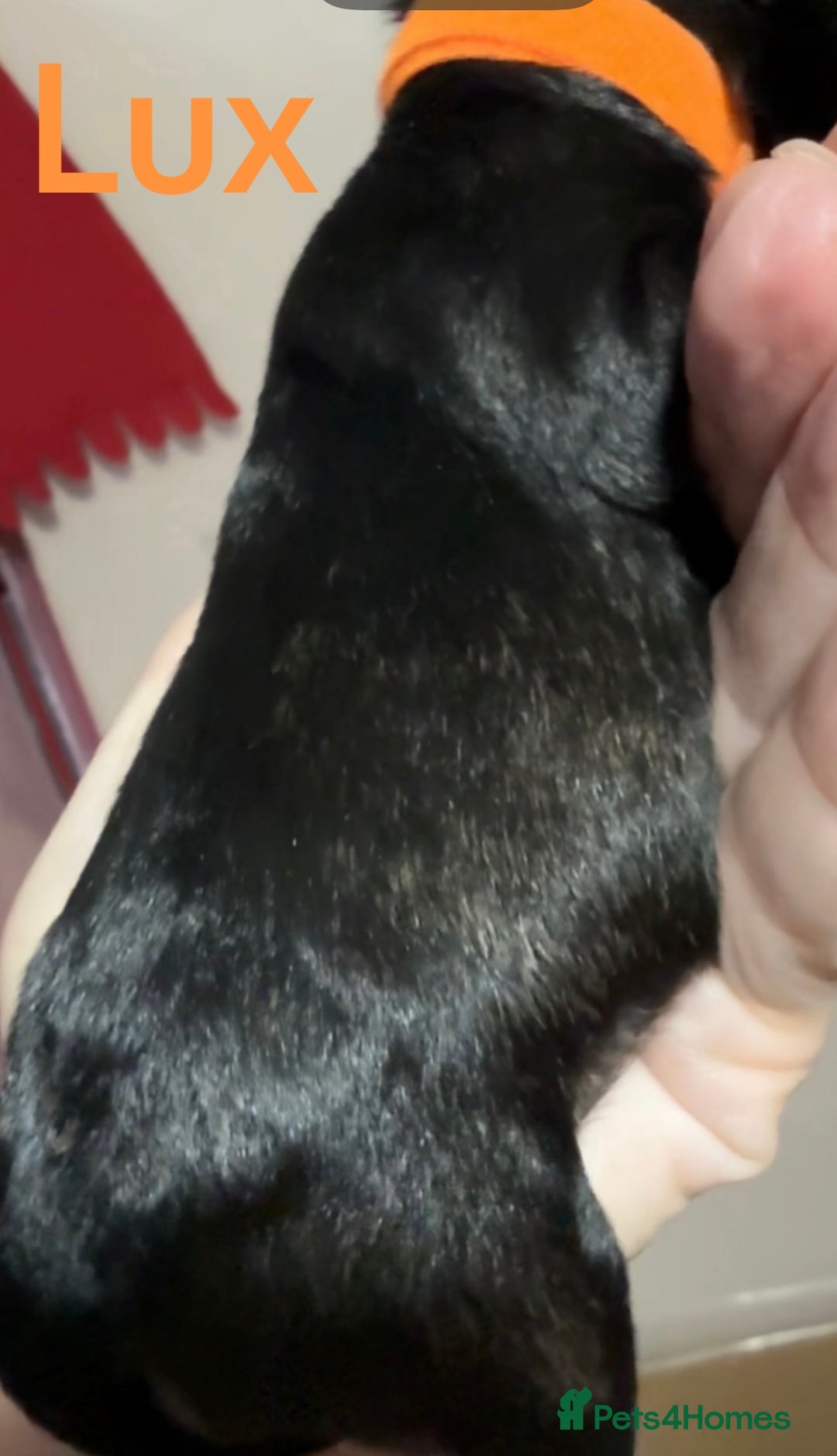 Mixed Breed dogs for sale: F1 Schnoodle Puppies all girl Litter ready March  - Advert 8