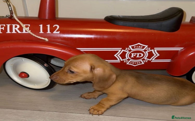 Dachshund dogs - Advert 2