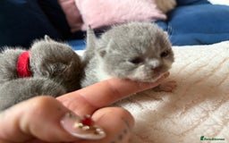 British Shorthair cats for sale: Outstanding kittens 😻 Champion line🥇🏆😻 - Image 7