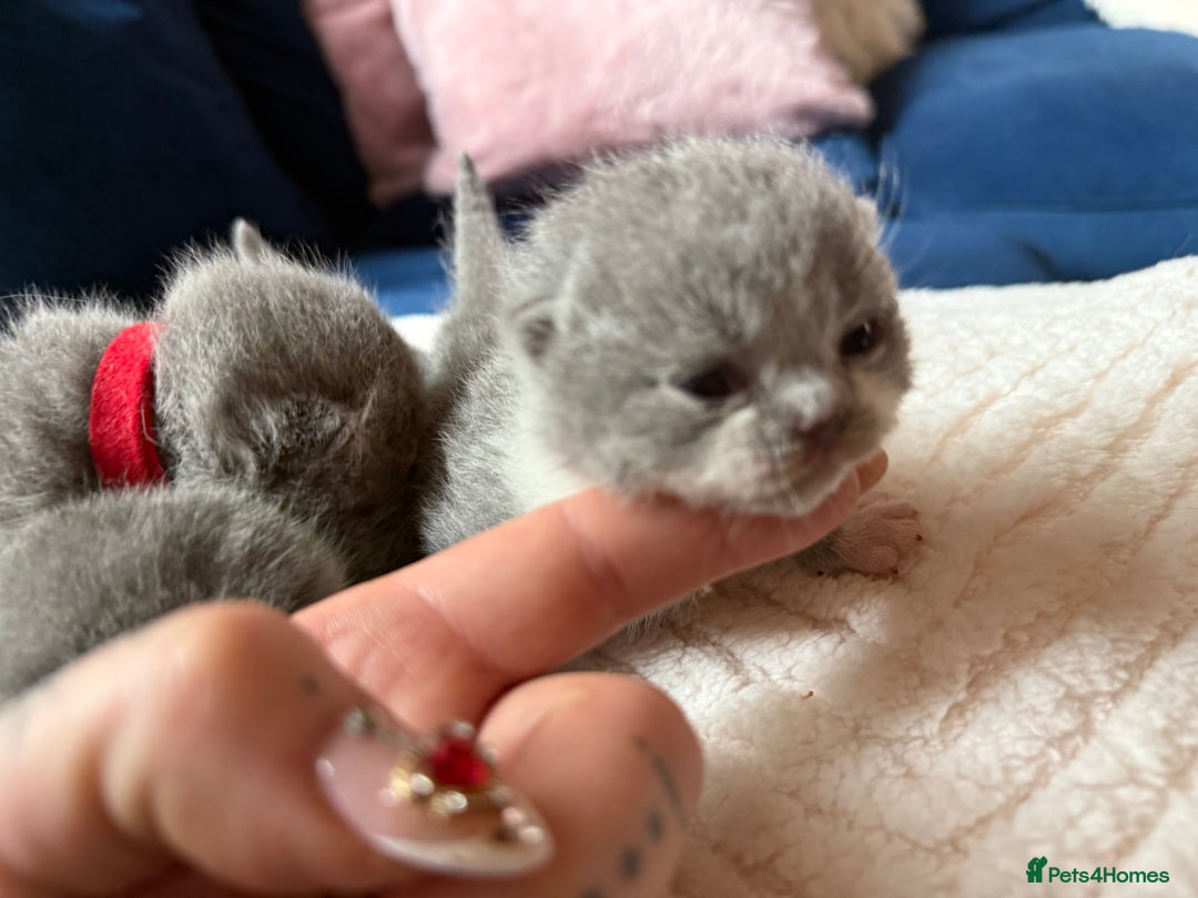 British Shorthair cats for sale: Outstanding kittens 😻 Champion line🥇🏆😻 - Image 7