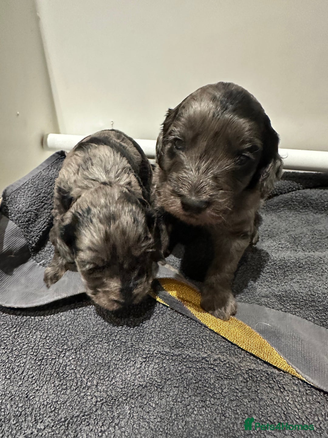 Cockapoo dogs for sale: Adorable Merle Cockapoo Puppies - Image 3