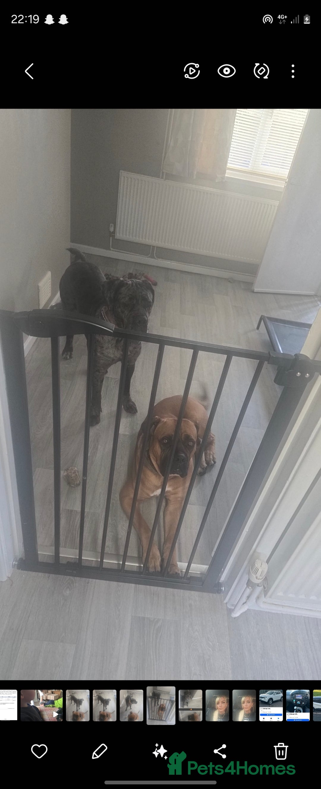 Cane Corso dogs for sale: Merle cane corso - Image 1