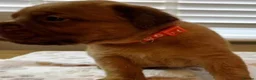 Dogue De Bordeaux dogs for sale: Magnificent Puppies Seeking Loving Homes in Belfast - Advert 2