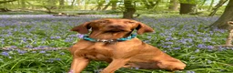 Hungarian Vizsla dogs for stud: Proven KC Registered Hungarian Vizsla in Reading - Advert 2