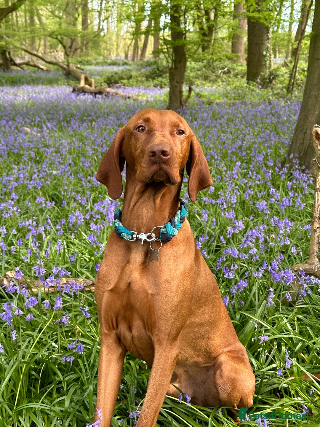 Hungarian Vizsla dogs for stud: Proven KC Registered Hungarian Vizsla in Reading - Advert 2