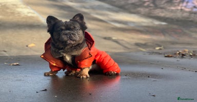 French Bulldog dogs - Advert 11
