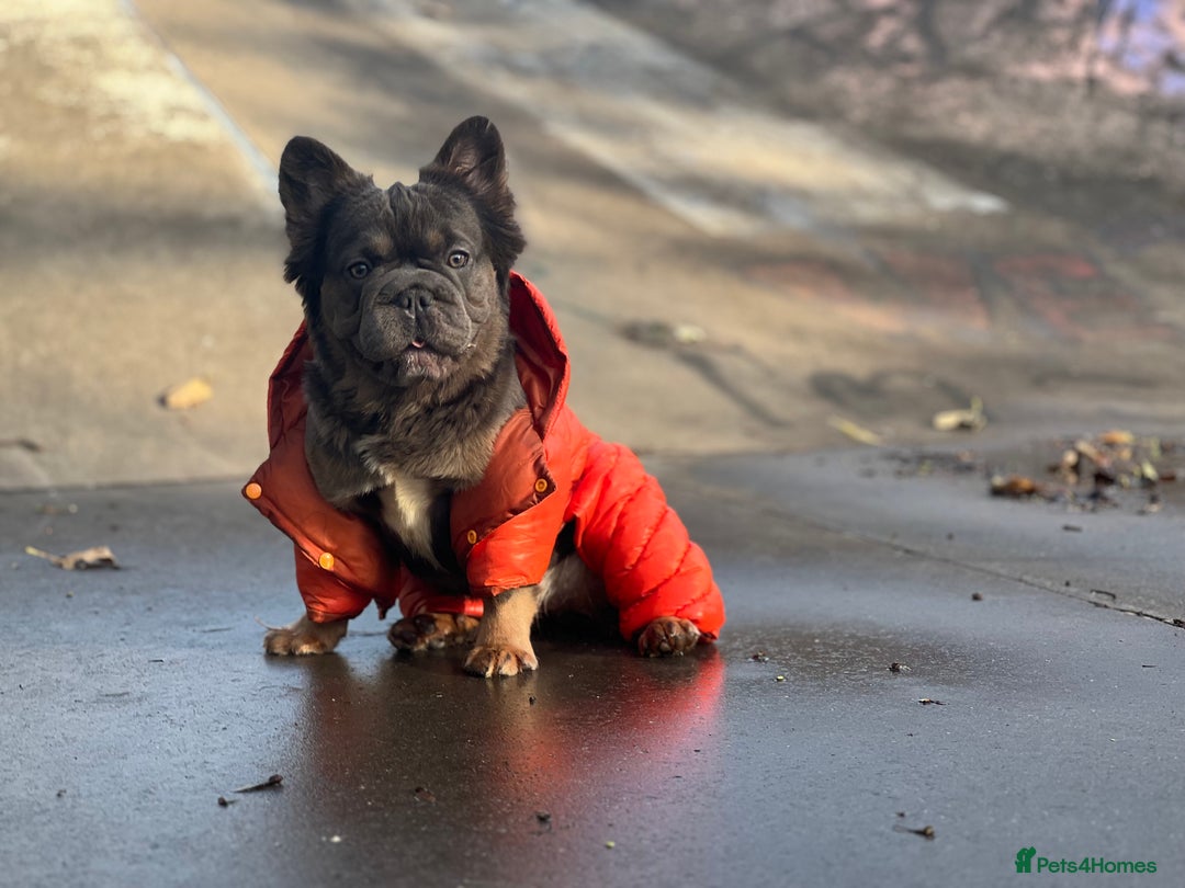 French Bulldog dogs for sale: Fluffy French bulldog🦁 - Image 3