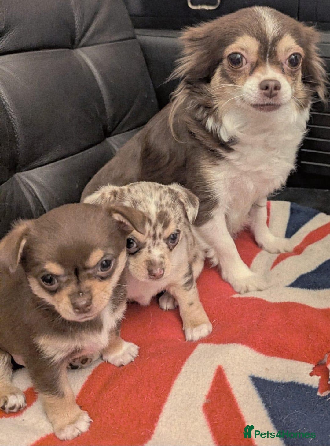 Chihuahua dogs for sale: Two amazing boys - Advert 1