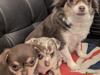 Chihuahua dogs Two amazing boys - Advert 6