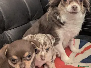 Chihuahua dogs Two amazing boys - Advert 5