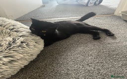 Domestic Shorthair cats for sale: My little baby needs a new home - Image 10