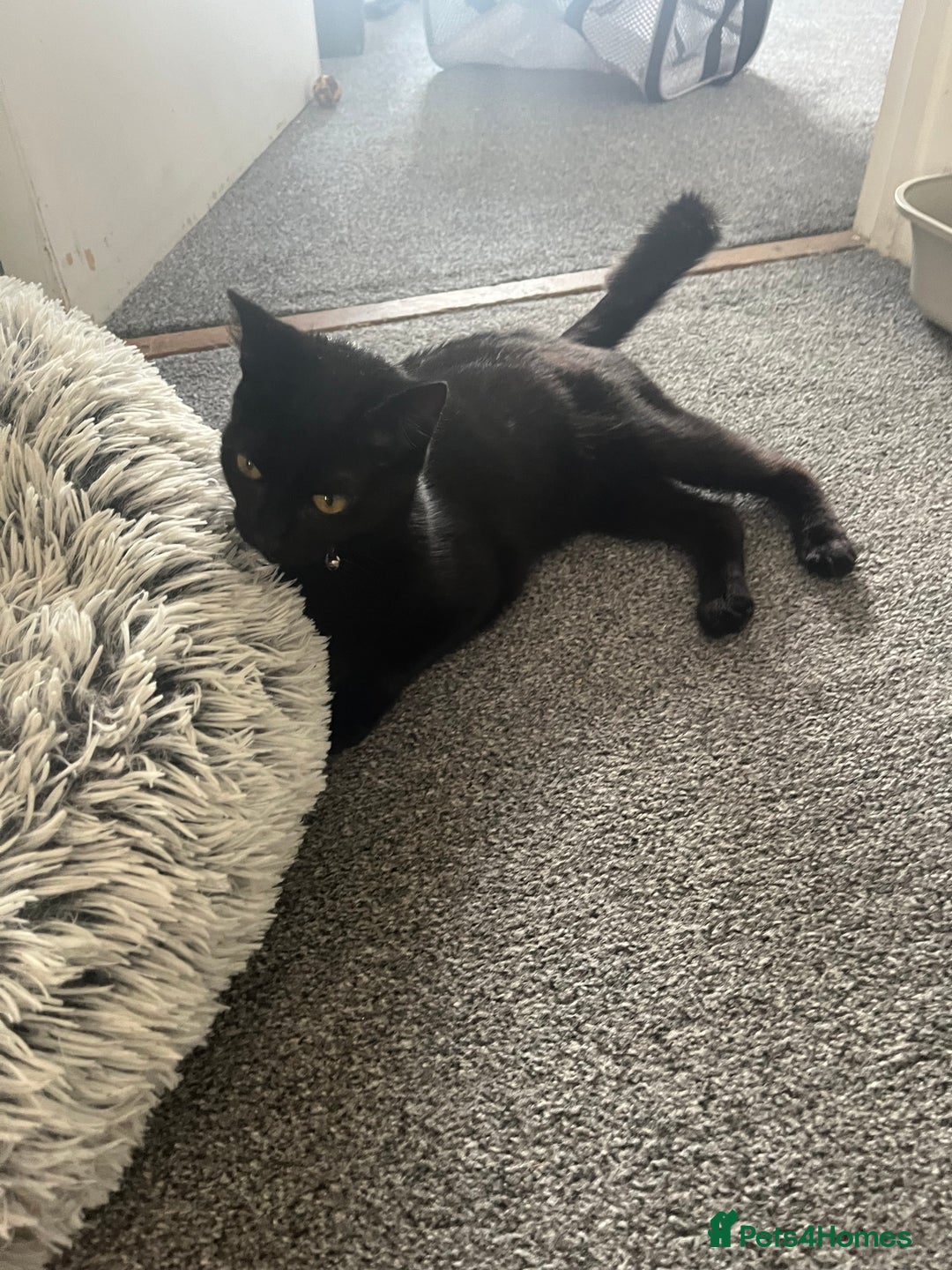 Domestic Shorthair cats for sale: My little baby needs a new home - Image 10
