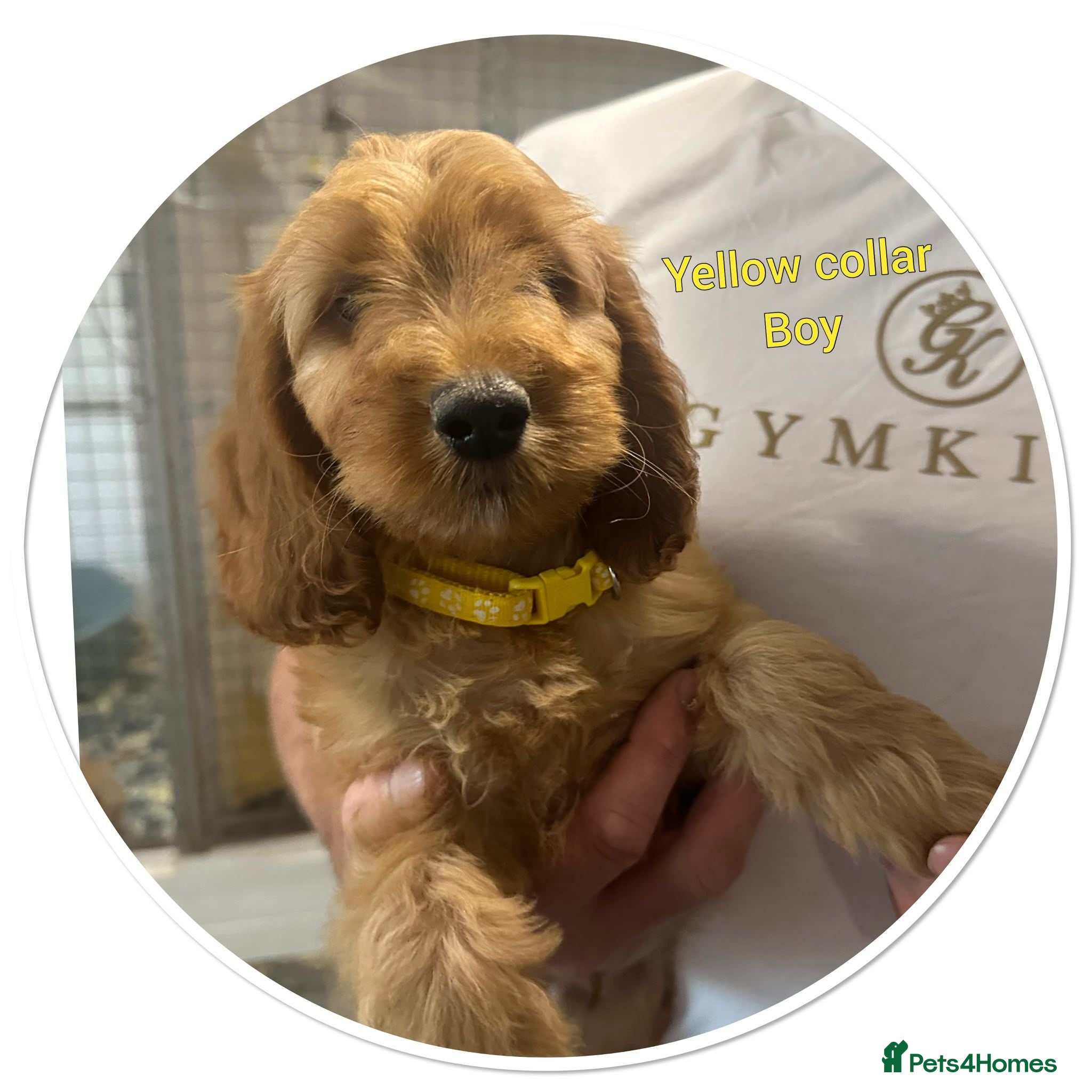Cockapoo dogs 2 playful F1  cockapoo boys ready to leave - Advert 18