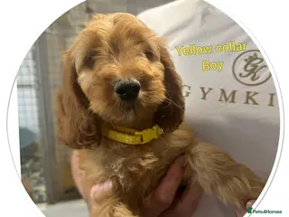 Cockapoo dogs 2 playful F1 cockapoo boys ready to leave - Advert 18