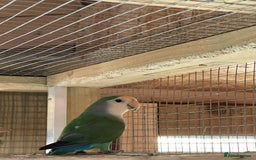 Lovebirds birds for sale: Lovebirds x 8 - Image 7