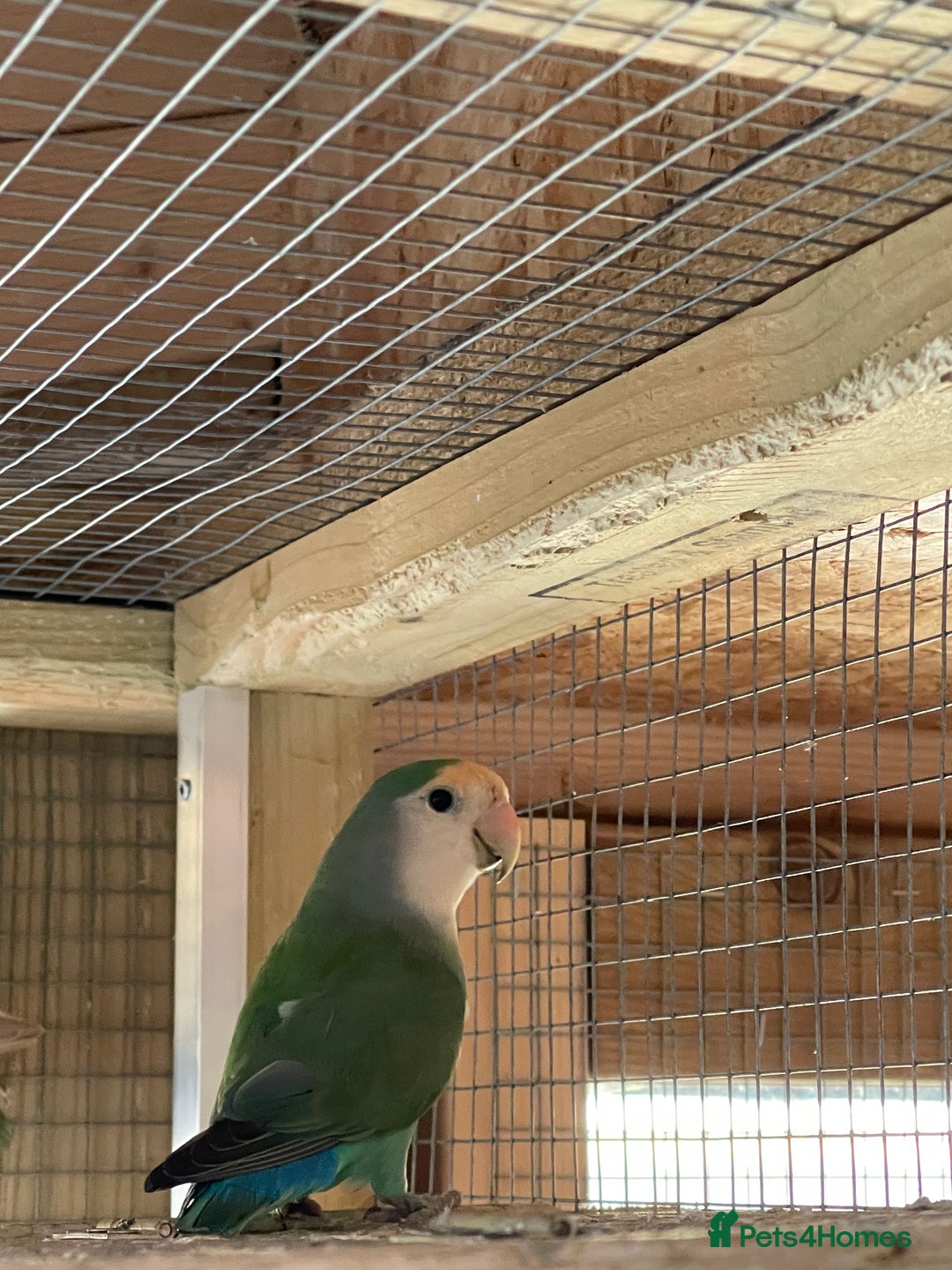 Lovebirds birds for sale: Lovebirds x 8 - Image 7