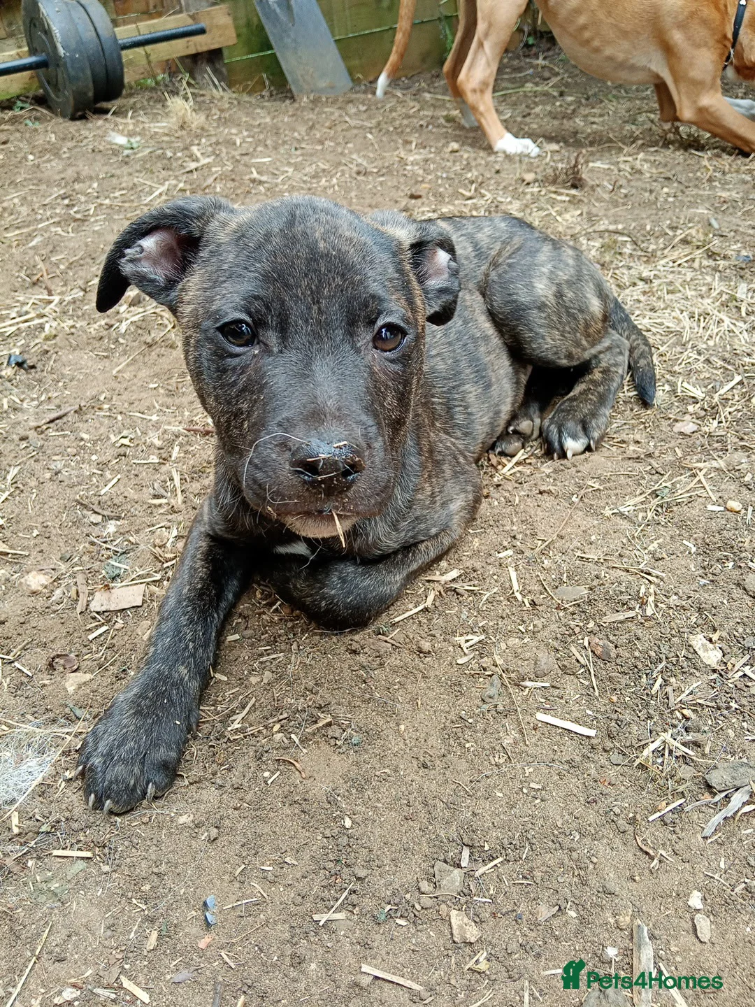 Staffordshire Bull Terrier dogs for sale: Staff  - Advert 1