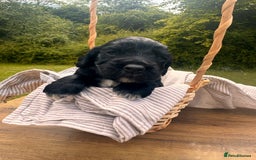 Cocker Spaniel dogs for sale: Working Cocker Spaniel Puppies  - Image 7