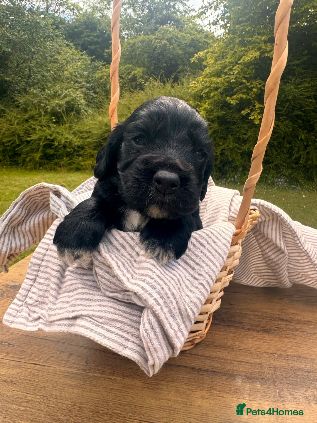 Cocker Spaniel dogs for sale: Working Cocker Spaniel Puppies  - Image 7