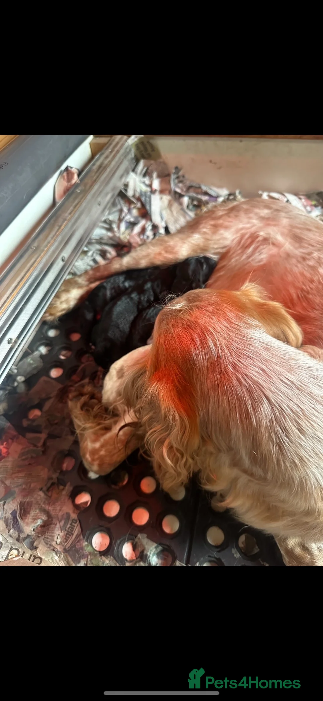 Cocker Spaniel dogs for sale: Working cocker spaniel puppies  - Advert 24