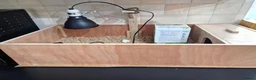 Tortoise reptiles for sale: Baby horsefield tortoise with full set up - Advert 8