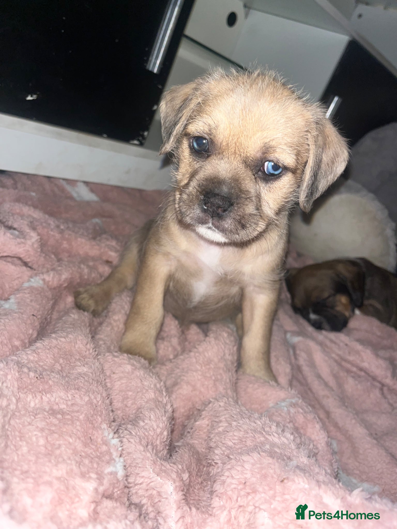 Mixed Breed dogs Mixed breed puppies  - Advert 18