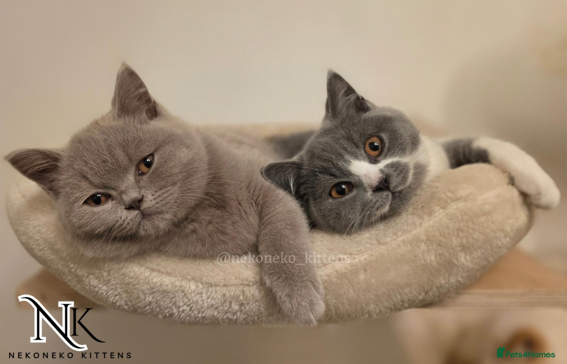 British Shorthair cats 3 LEFT - GCCF REG BSH KITTENS - Advert 2