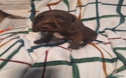 Mixed Breed dogs for sale: Beautiful dachshund mix puppies  - Image 16