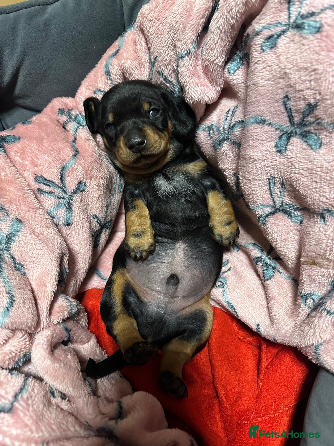 Miniature Dachshund dogs for sale: STUNNING SMOOTH SHORT HAIR MINIATURE DACHSHUND 💞 - Advert 13