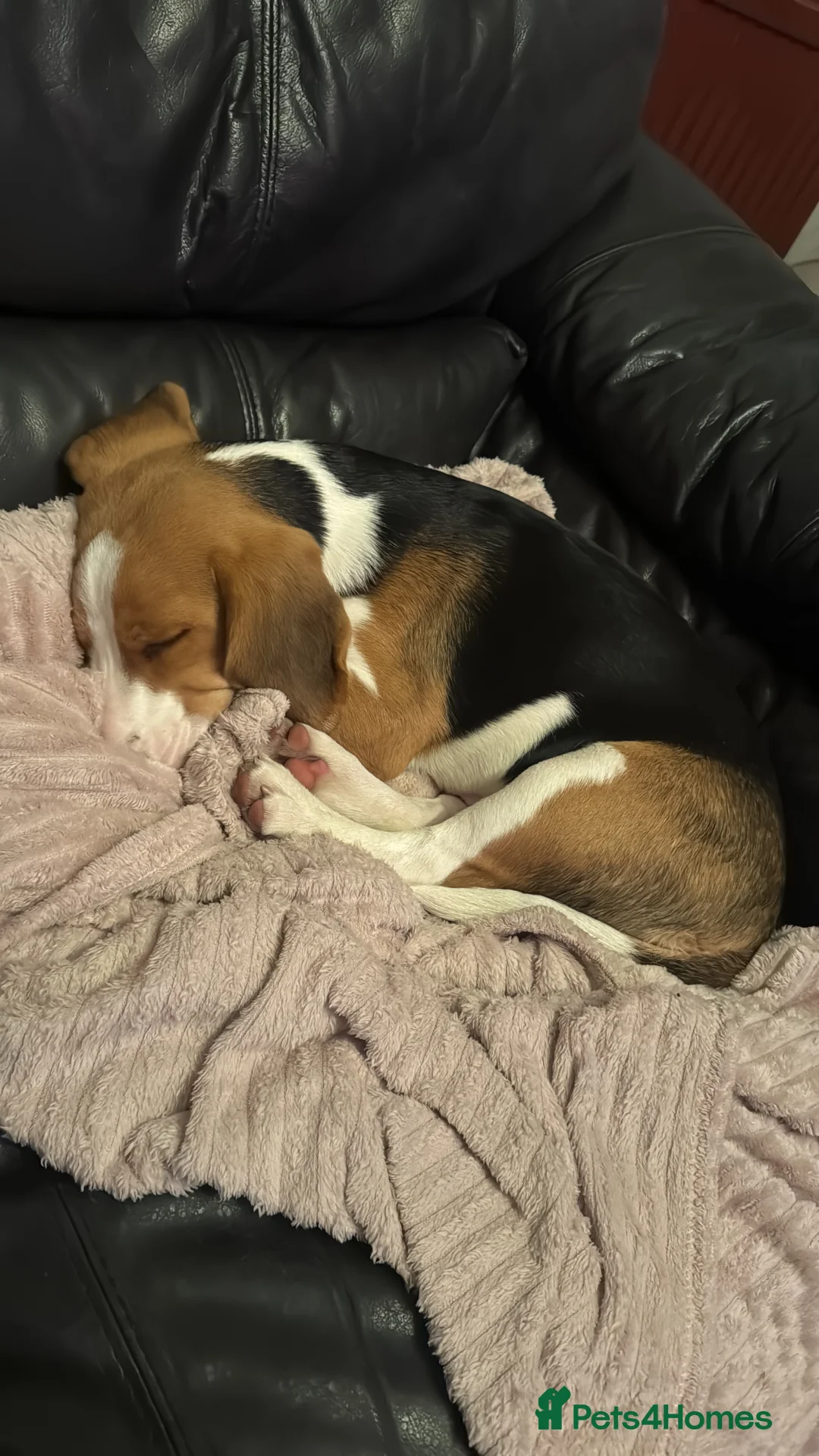 Beagle dogs for sale: Orio  - Advert 3