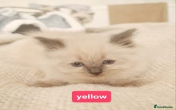 Ragdoll cats for sale: Pure ragdoll kittens READY NOW!! - Image 18