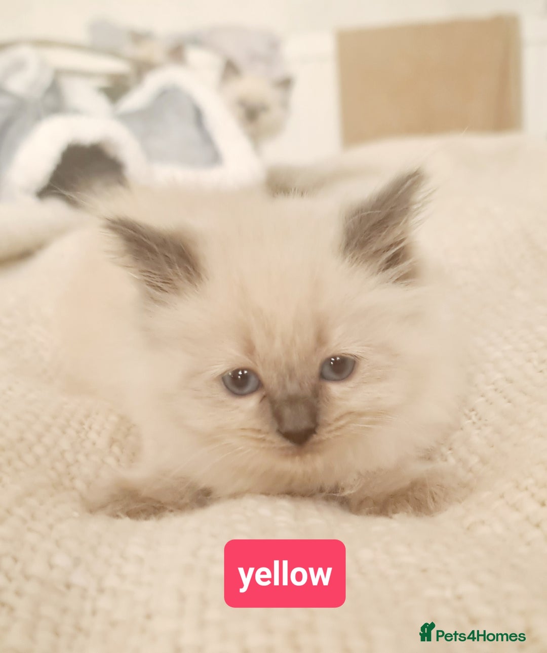 Ragdoll cats for sale: Pure ragdoll kittens READY NOW!! - Image 18
