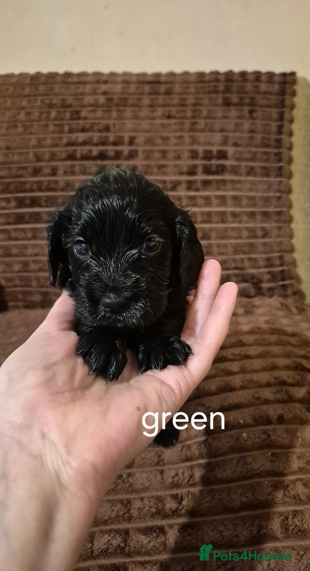 American Cocker Spaniel dogs for sale: Cocker Spaniel puppies for sale - Advert 5