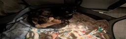 Domestic Shorthair cats for sale: Adorable, Loving Kittens Ready to Join Your Family in London - Advert 2