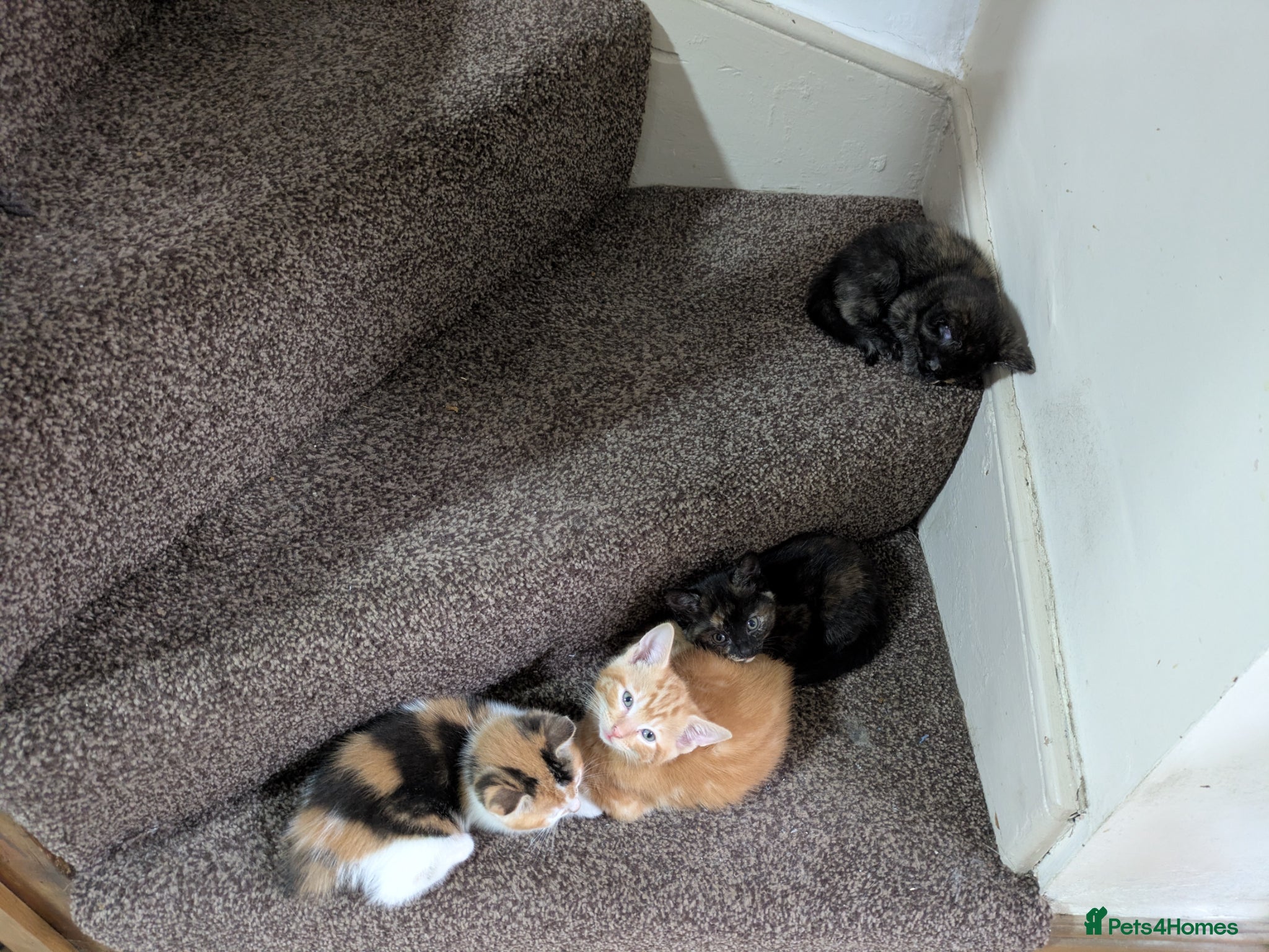 Mixed Breed cats for sale: Adorable kittens  - Advert 2