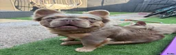 French Bulldog dogs for stud: KING KALI 👑 Fluffy French Bulldog stud - Advert 7