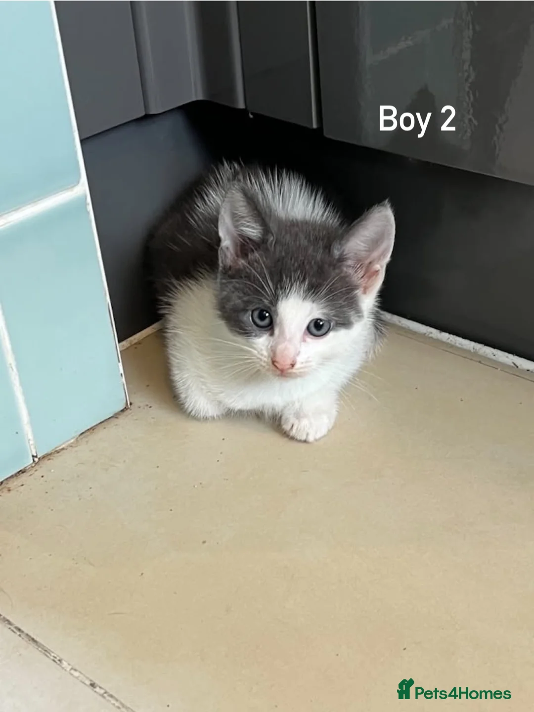 Mixed Breed cats for sale: Little kittens  - Advert 9