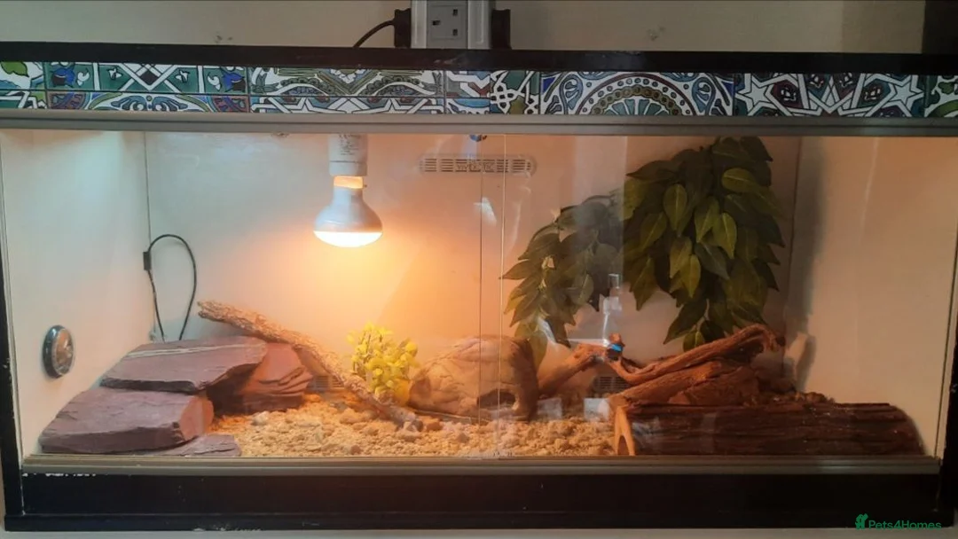 Leopard Gecko reptiles for sale: Leopard gecko + full set up - Advert 9