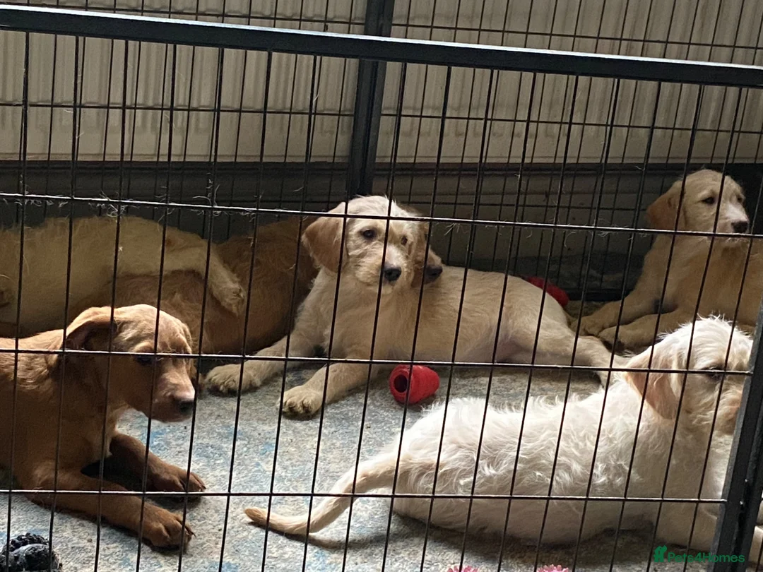 Labradoodle dogs for sale: Beautiful Labradoodle Puppies For Sale - Advert 2