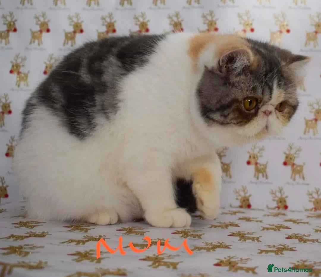 Exotic cats for sale: Chunky GCCF reg pedigree male exotic SH kitten  - Advert 15