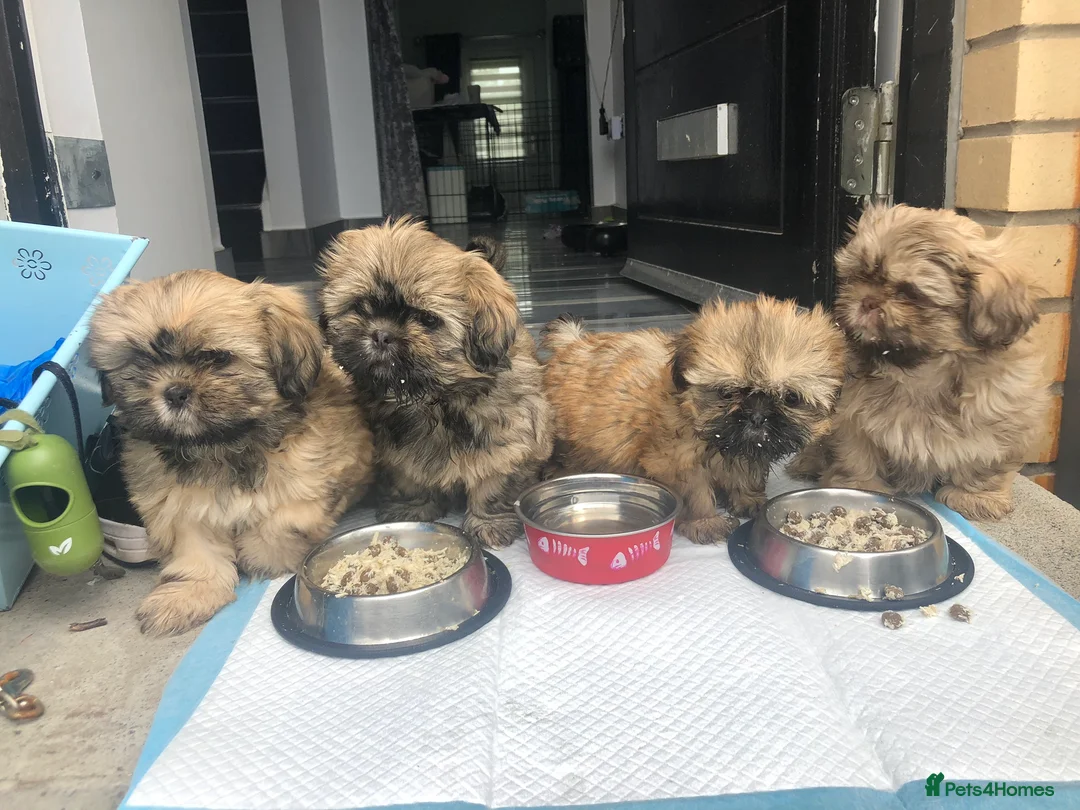 Shih Tzu dogs for stud: Shih tzu stud  in Glasgow - Advert 6