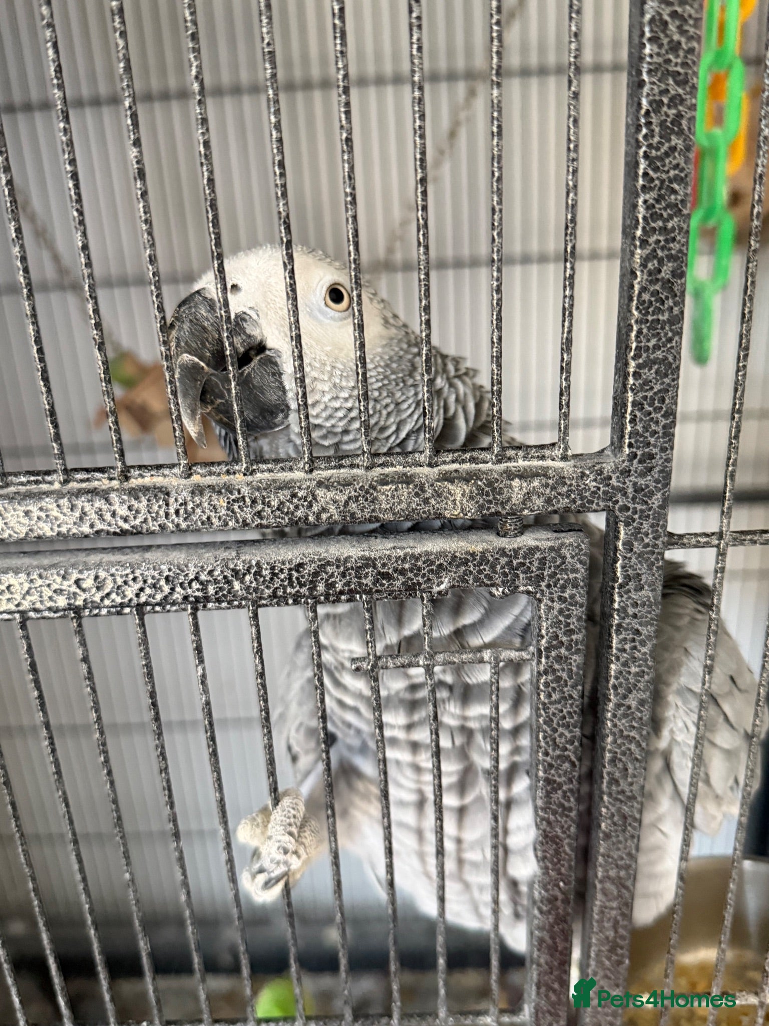 Parrots birds African grey - Advert 1