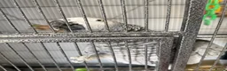 Parrots birds for sale: 2 x African grey - Advert 1
