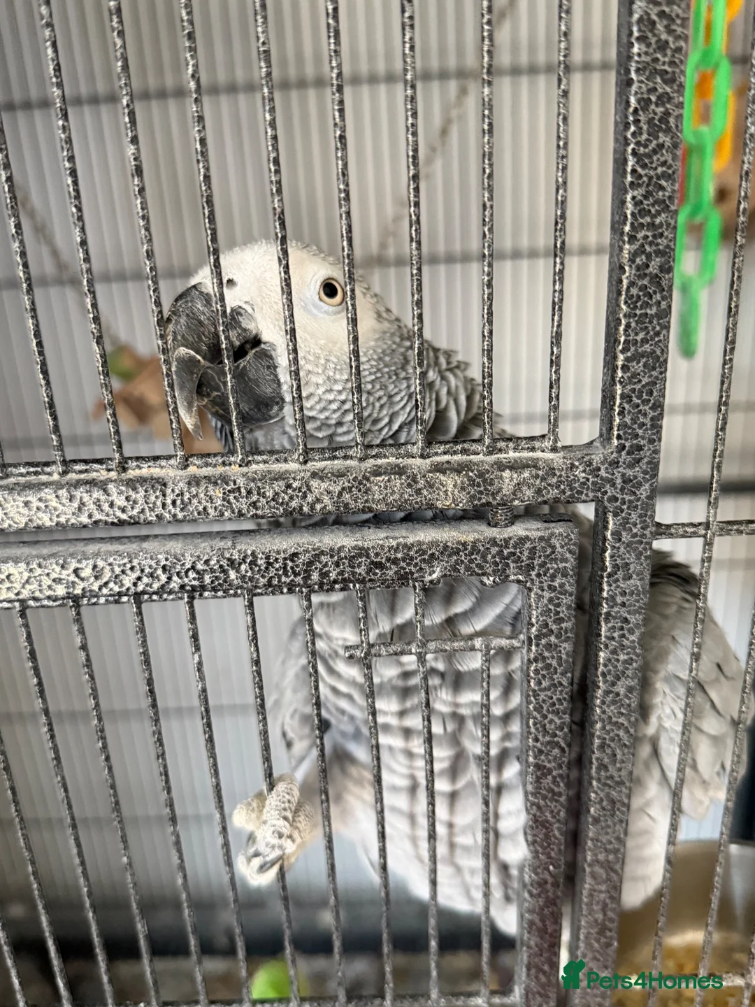 Parrots birds for sale: 2 x African grey - Advert 1