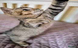 Scottish Fold cats for sale: 2 boys left! TICA registered Scottish Fold - Image 6