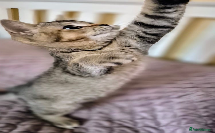 Scottish Fold cats - Advert 1