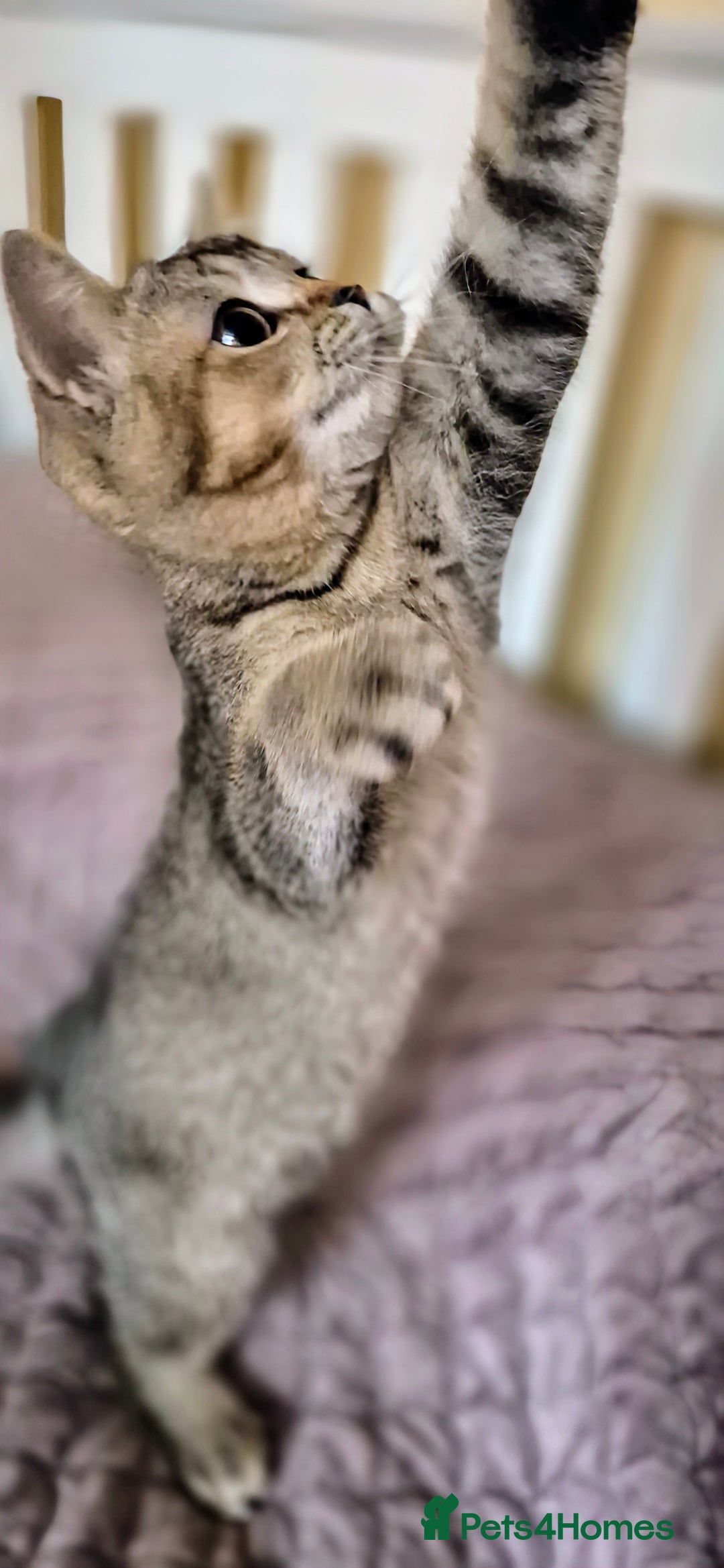Scottish Fold cats for sale: 2 boys left! TICA registered Scottish Fold - Image 6