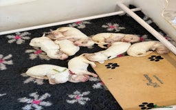Clumber Spaniel dogs for sale: KC Clumber Spaniels  - Image 1
