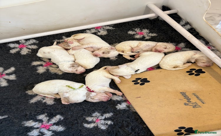 Clumber Spaniel dogs - Advert 1